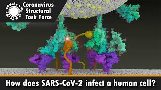 Animation of SARS-CoV-2 entry into human host-cell.