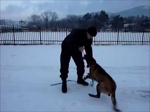 2x malinois 8-mesiacov