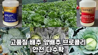 고품질 고랭지 배추 양배추 브로콜리 생산 안전 다수확 기술: 다조아골드와 플러스 시비(https://yout…
