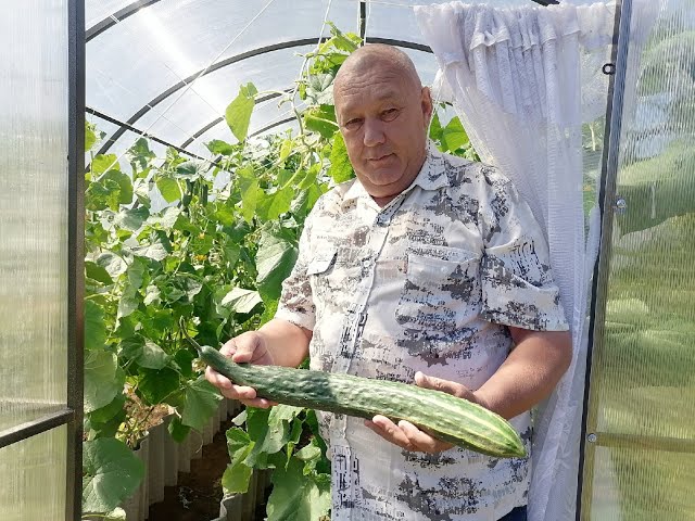 Вести Менделеевск: На садовом участке у Рамиля Рахматуллина вырос огурец «Как сабля»