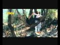 Do Pyar Karne Wale From Jungle
