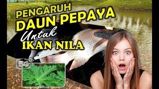 Download lagu Cara mengolah daun pepaya menjadi pakan ikan nila dan penjaga kualitas air kolam mp3