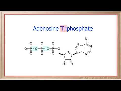 WCLN - Nucleic Acids - Biology