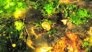 Salvia Plath - Bardo States (Official Video)