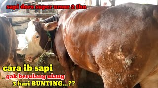 Download lagu The right way to inseminate cows so they become pregnant# mp3 Download lagu The right way to inseminate cows so they become pregnant# mp3