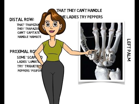 Learning the Carpals Bones of the Hand