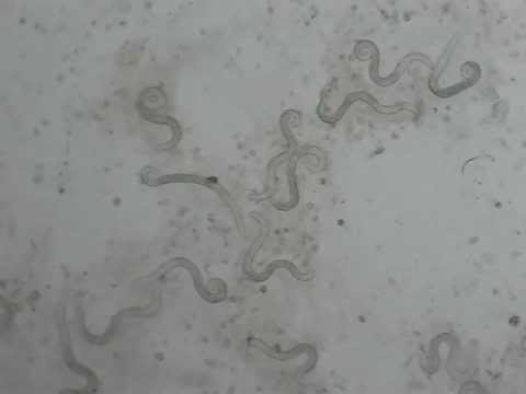 lung worms in cats - Aelurostrongylus abstrusus