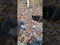 Tortie Growls Gray Tabby Don T Get To Close Shorts