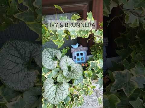 Full-shade plant container #shadeplant #shadecontainer #fullshade