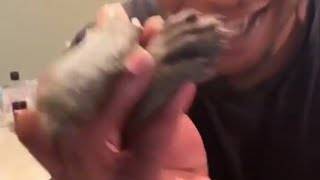 Yella Beezy, Quavo, Gucci Mane Bacc At It Again (Official Dance Video)