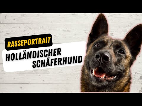 Dutch Herder - Origin, Character, Training, Attitude