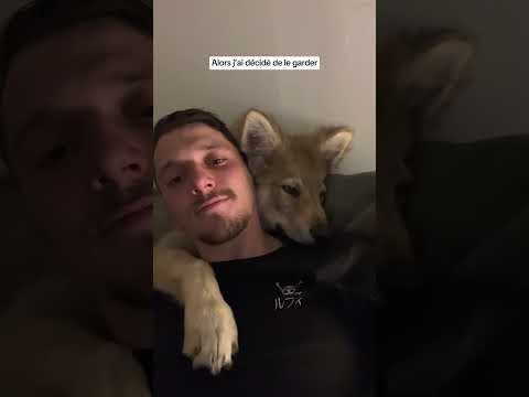 Regardez les commentaires👇🏻#wolf #wolfdog #wolfhound #puppylove #wolfpack #wolfgang #wolfhybrid