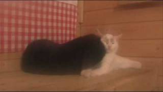 Финские кошки настолько суровы