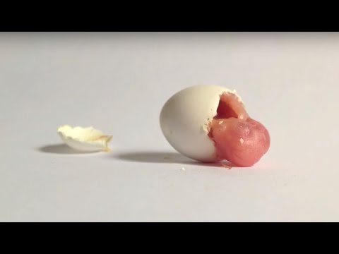 Budgie hatching, new born parakeet chick 1 to 30 day growth stages. Please share!