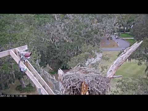 Osprey Skirmish in Savannah, GA – Feb. 12, 2017