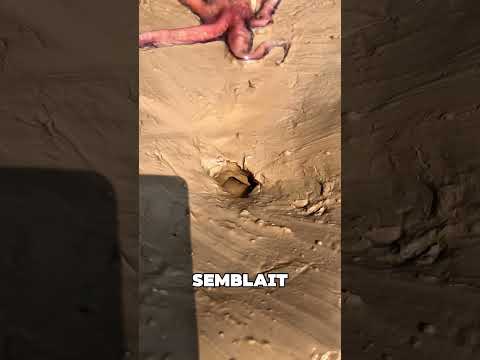 Le pauvre poisson n'a pas pu échapper à la pieuvre 😱