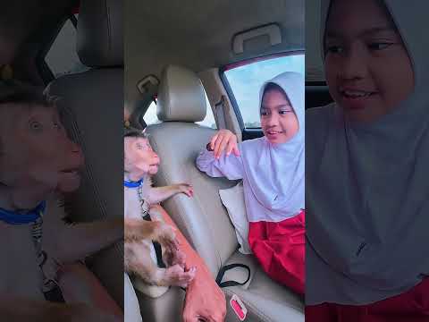 ikut Antar key sekolah 🤗 #shortvideo #short #monkey #monyet #animals