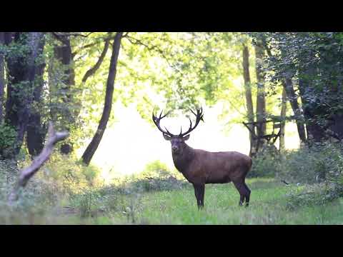 Die Brunft fängt echt super an der Hirsch ist echt der Wahnsinn