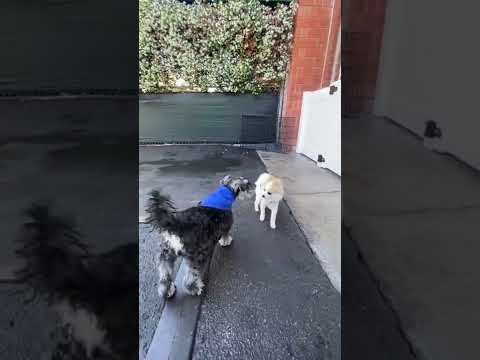 The difference between a healthy correction and a dog potential dog fight #dogtraining