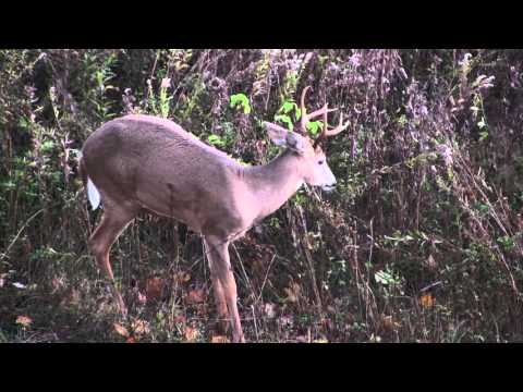 White-Tailed Buck Pops Pimple