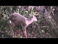 White Tailed Buck Pops Pimple
