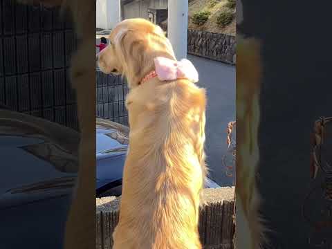 あなたの庭に彩りを添える最も美しい多年草の黄色い花  庭園