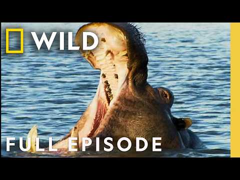 Who are the Best Animal Fighters? (Full Episode) | Ultimate Animal Countdown | Nat Geo Animals