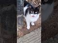 4 5 Meows From A Loud Tuxedo Tuxedo Pet Cat Petlover Catlover Tuxedocat Meow Meows Meowing