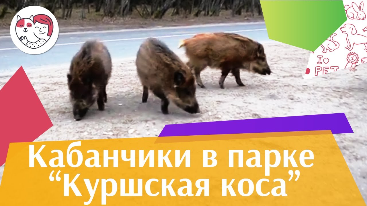 Кабанчики в нацпарке Куршская коса на ilikepet
