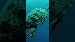 Download lagu Underwater Life in Raja Ampat, Surga Bawah Laut yang Memukau! 🌊✨ mp3