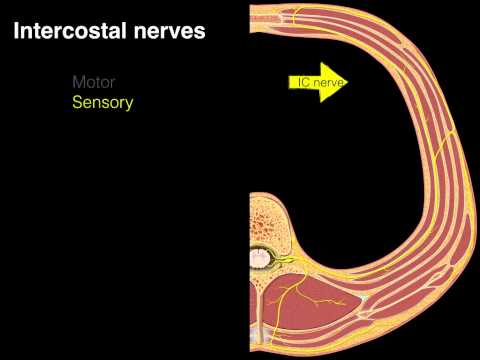 Intercostal nerves