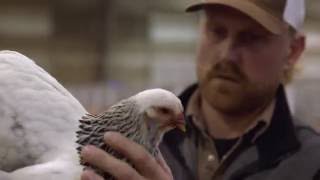 Chicken People Trailer