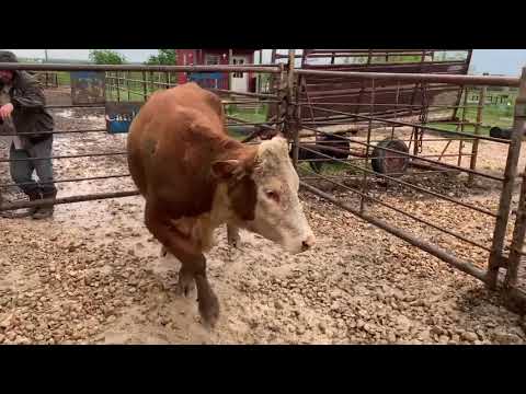 Hereford Heifer for Butcher, #22310 | Cattle for sale