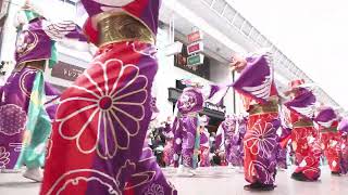 ［下アングル］踊り陣 叶和｜2026よさこい全国大会｜帯屋町筋会場｜4K
