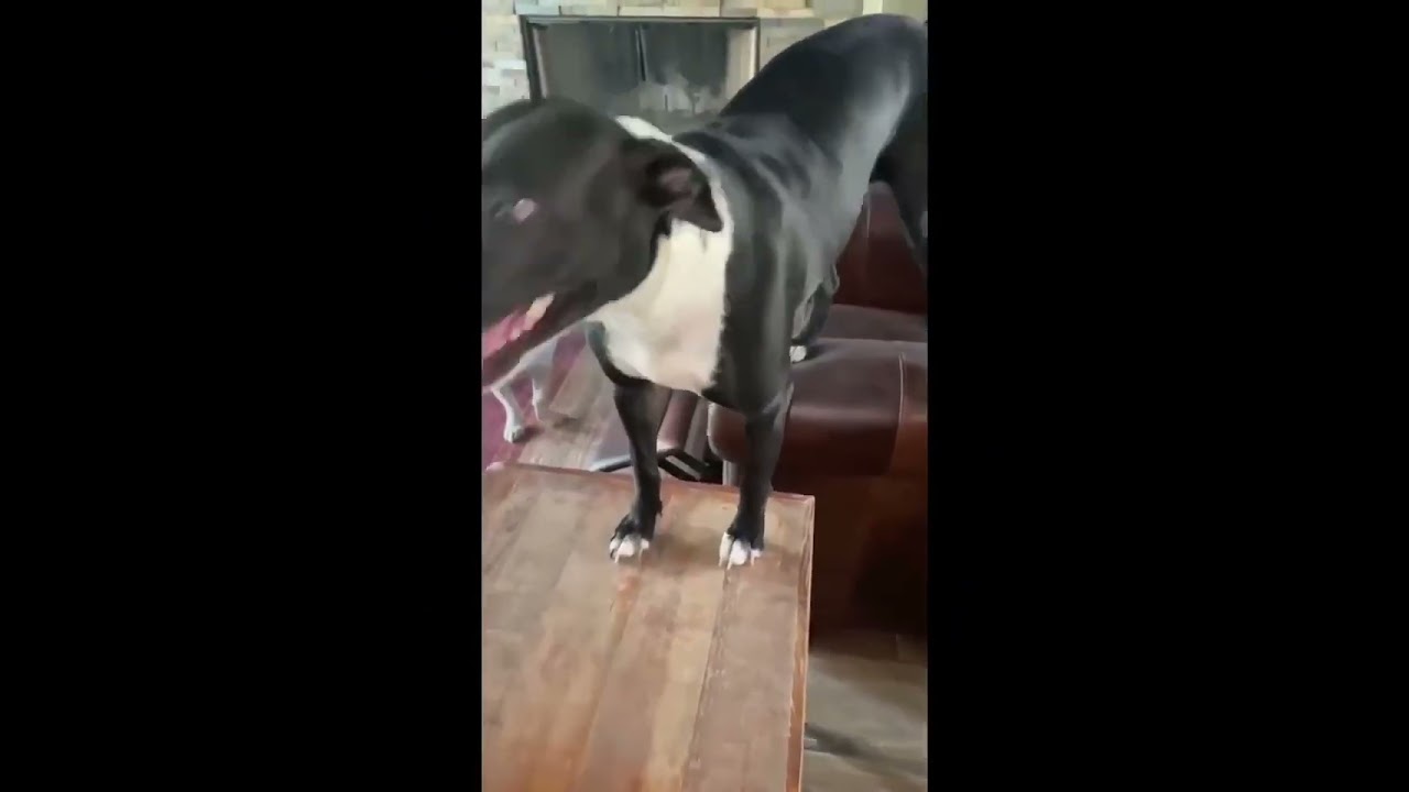 River, a Adoptable Terrier in Georgetown, TX video 6/6