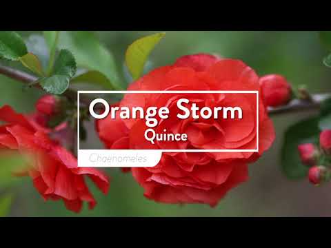 Orange Storm