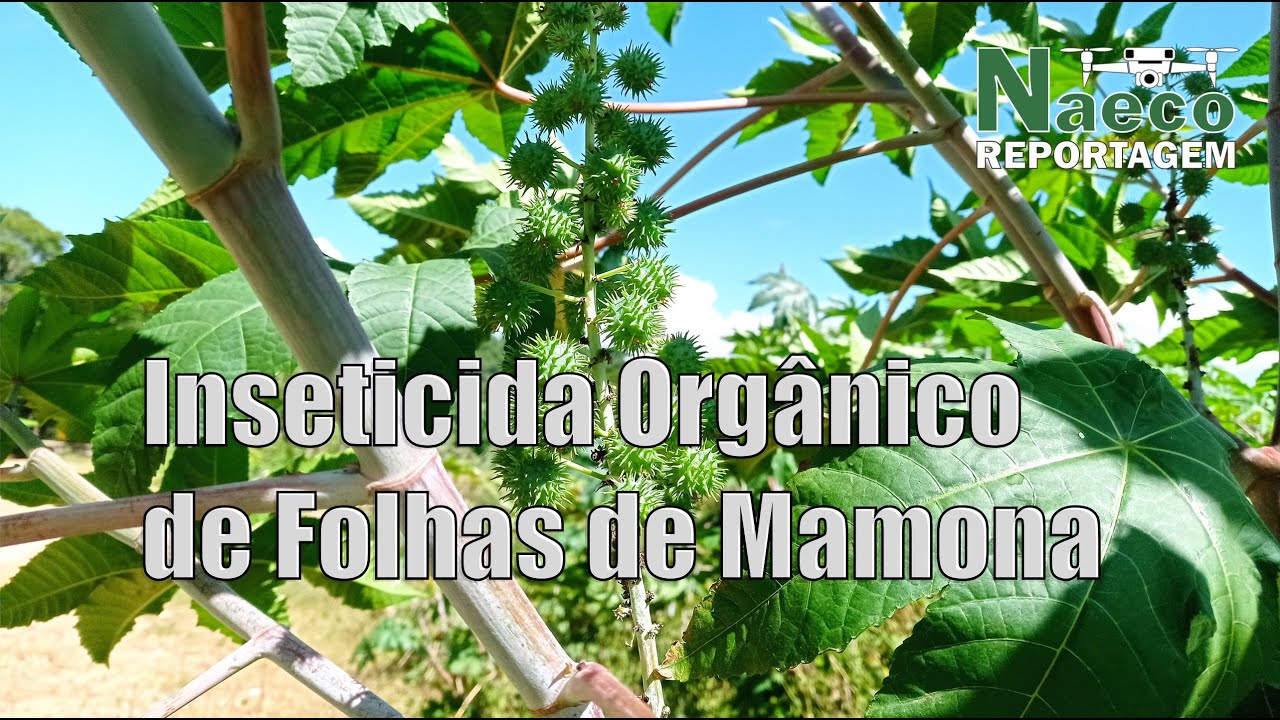 Inseticida orgânico de folhas de Mamona