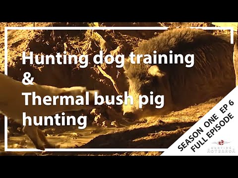 Hunting Aotearoa S01EP06 Hunting dog training & Thermal bush pig hunting
