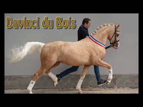 Davinci du Bois (Diamond Touch NRW x Don Carino du Bois) TER DEKKING bij Stoeterij du Bois