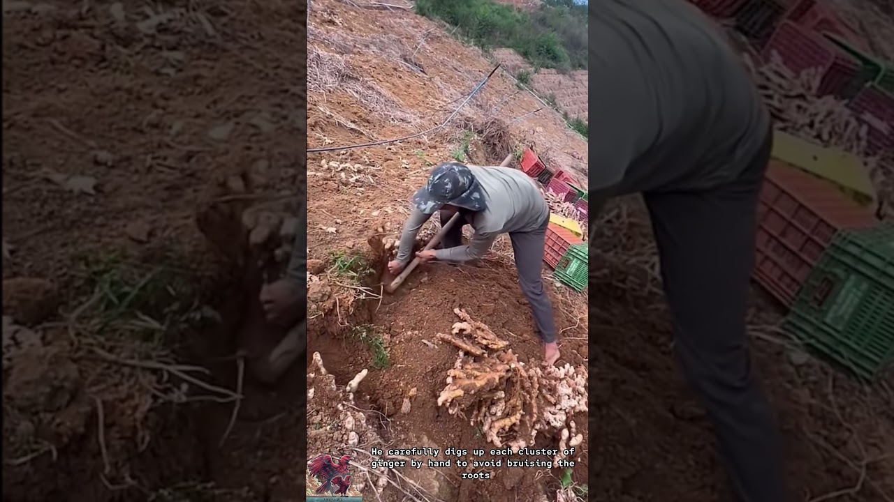 Fresh Ginger Harvest || Hardworking Farmers