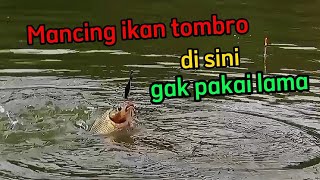 Download lagu Mancing ikan tombro di sini gak pakai lama mp3