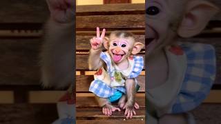 Download lagu monkey,monyet ketawa #lucu #cutebaby mp3