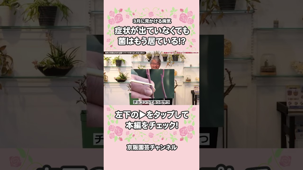 症状が出ていなくても菌はもう居てる！？3月に見かける病気/ #バラ #rose #shortsfeed