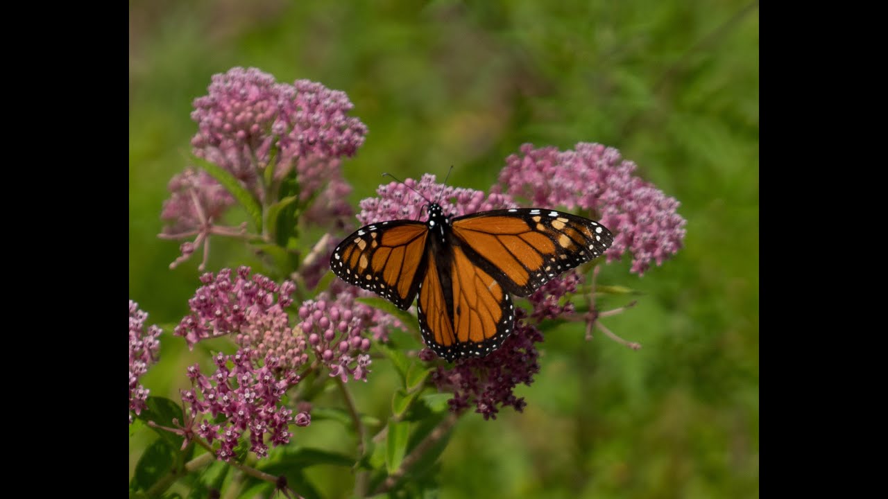 Wildflowers of NYC talk by Marielle Anzelone