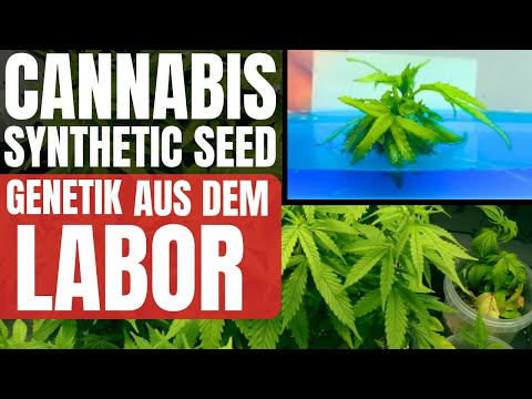Cannabis Synthetic SEED Herstellungsprozess und Verwendung im Bereich der Cannabis Zucht ALTUS