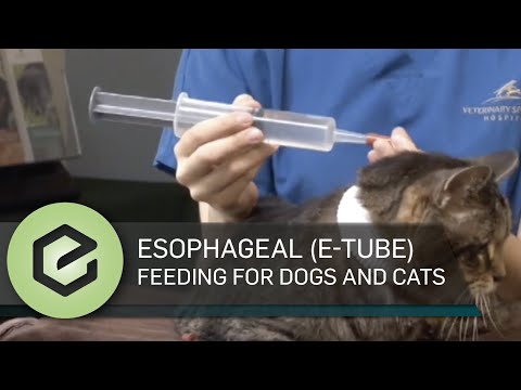 Esophageal (E-Tube) feeding for dogs and cats