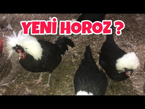 Yeni Horoz Aldım ! #tavuk #tavukpazarı #folluklardan #yumurta