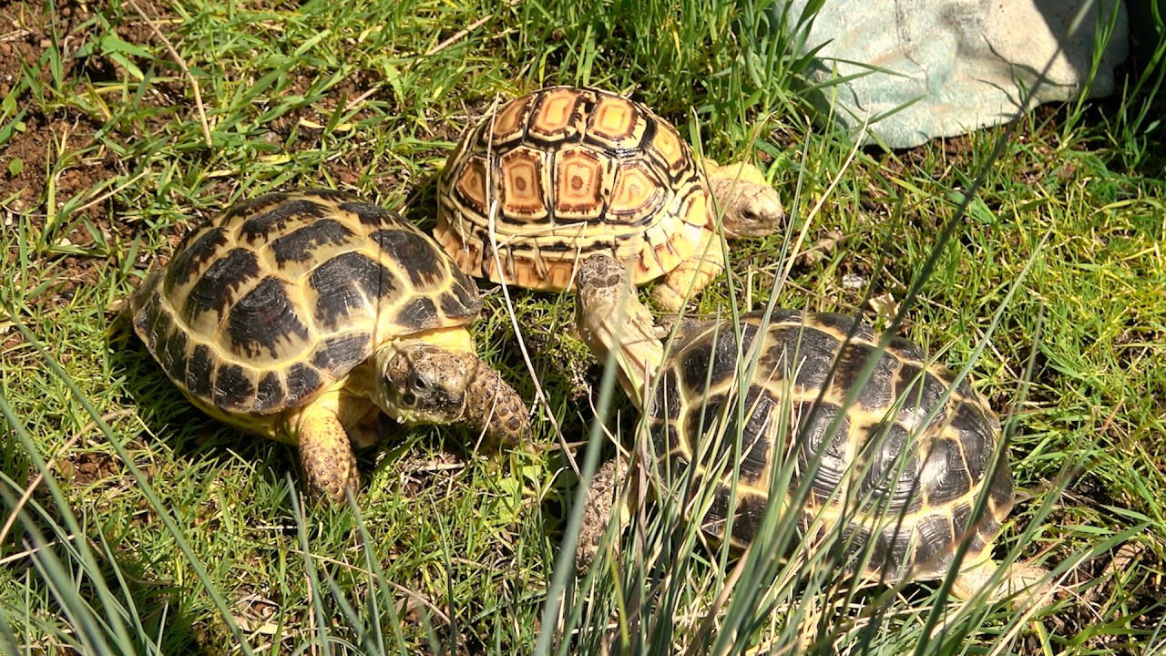 休眠明けのリクガメたち 2026春