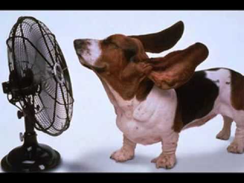 The happy organ Dave baby cortez.flv