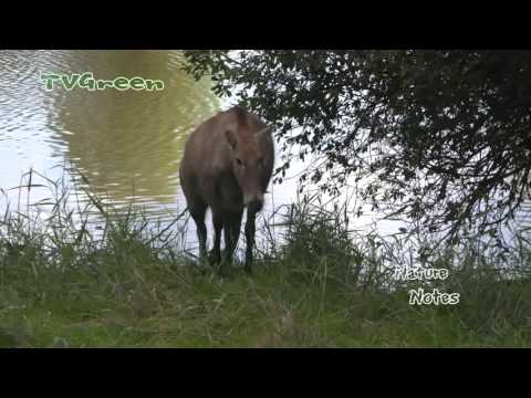 Père David's Deer, Elaphurus davidianus, or Milu in Natuurpark Lelystad